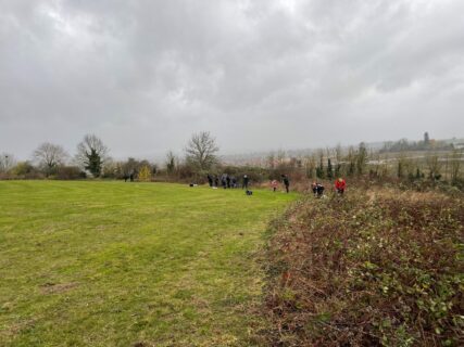 Tree Planting Buttercup Meadow