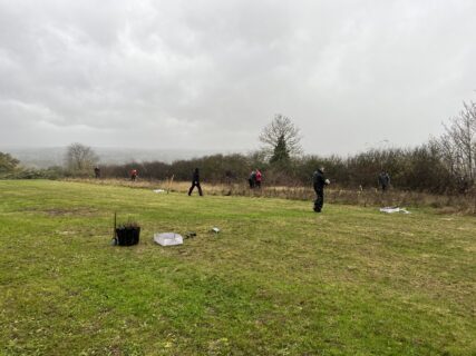 Tree Planting Buttercup Meadow