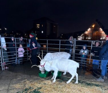 Two white reindeer stand inside a fenced pen at night, surrounded by people, including children and adults, who are watching them. Some buildings are visible in the background, and straw covers the ground.